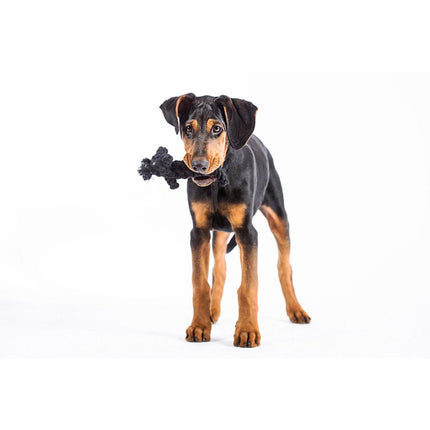 Casanova the cat - cult toy for dogs