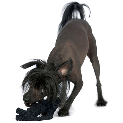 Casanova the cat - cult toy for dogs